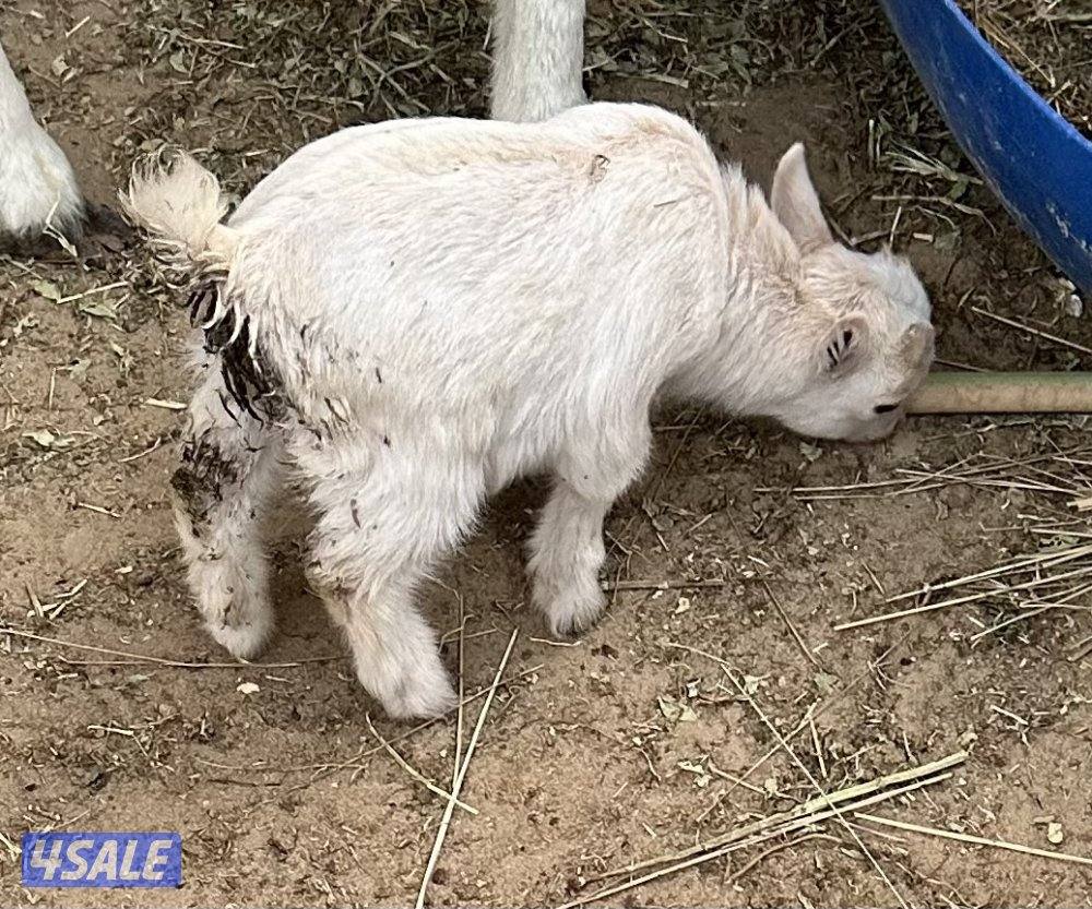 البيع عدد تيوس جيكيك1