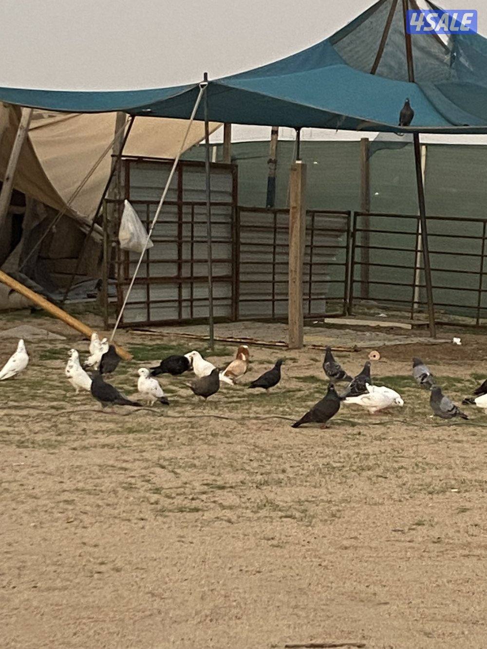 للبيع حمام مشكل عدد40 حبه علي دينار استلام من الخيران0