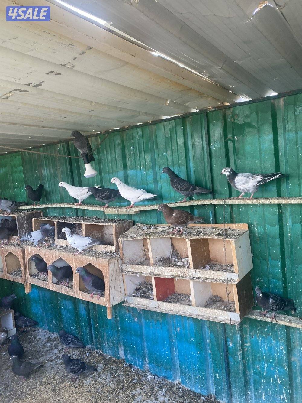 للبيع حمام مشكل عدد40 حبه علي دينار استلام من الخيران1