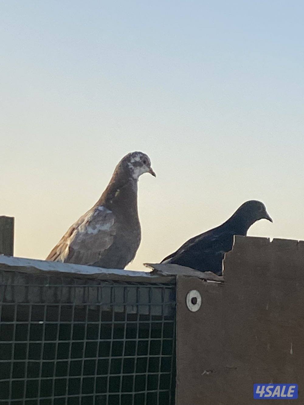 للبيع حمام مشكل عدد40 حبه علي دينار استلام من الخيران2