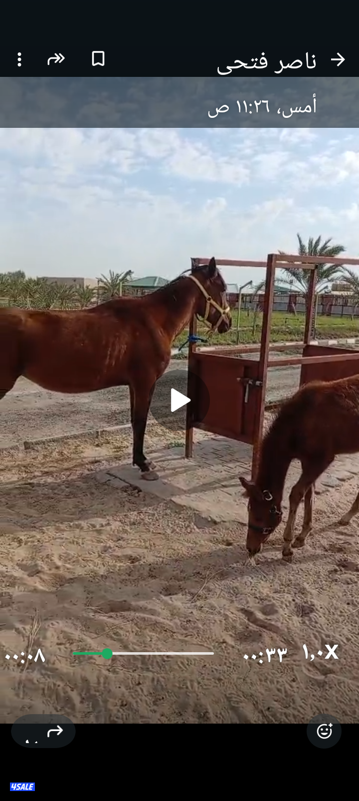 خيل فرنسى مع ابنها0