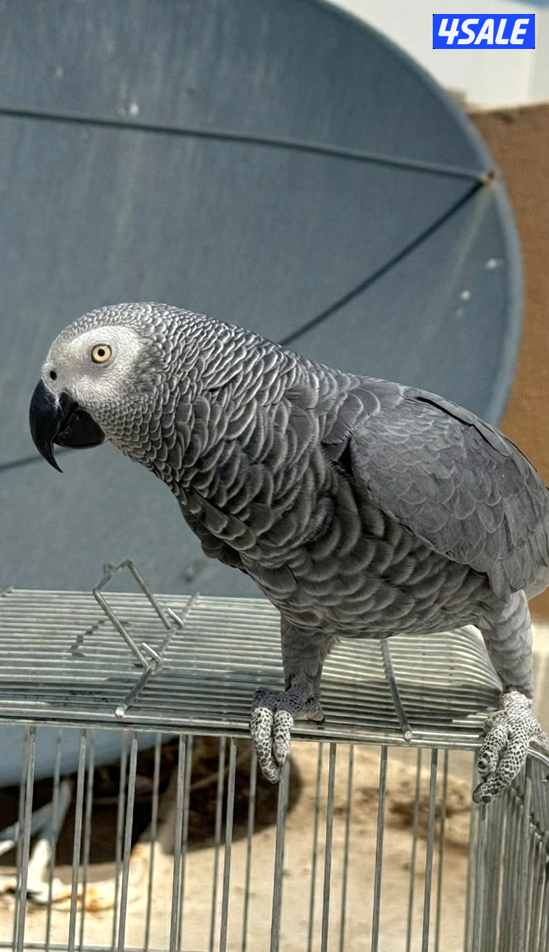 كاسكو ربوه0