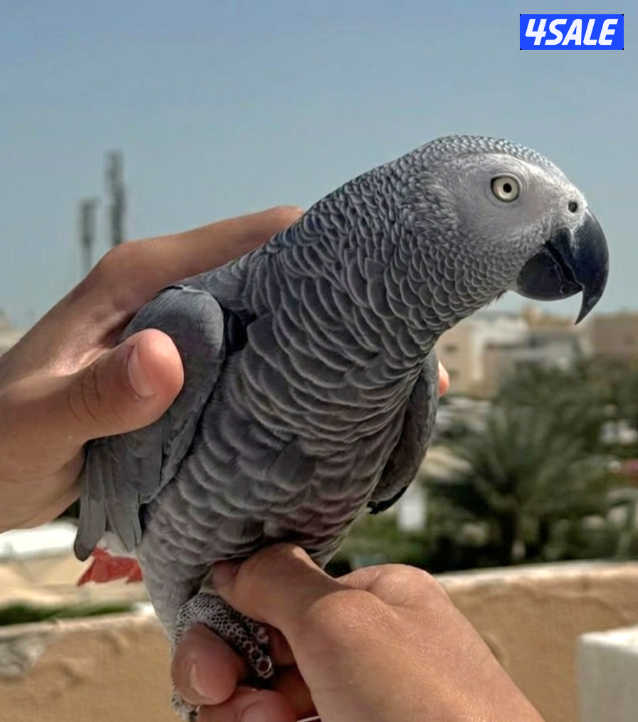 كاسكو ربوه1