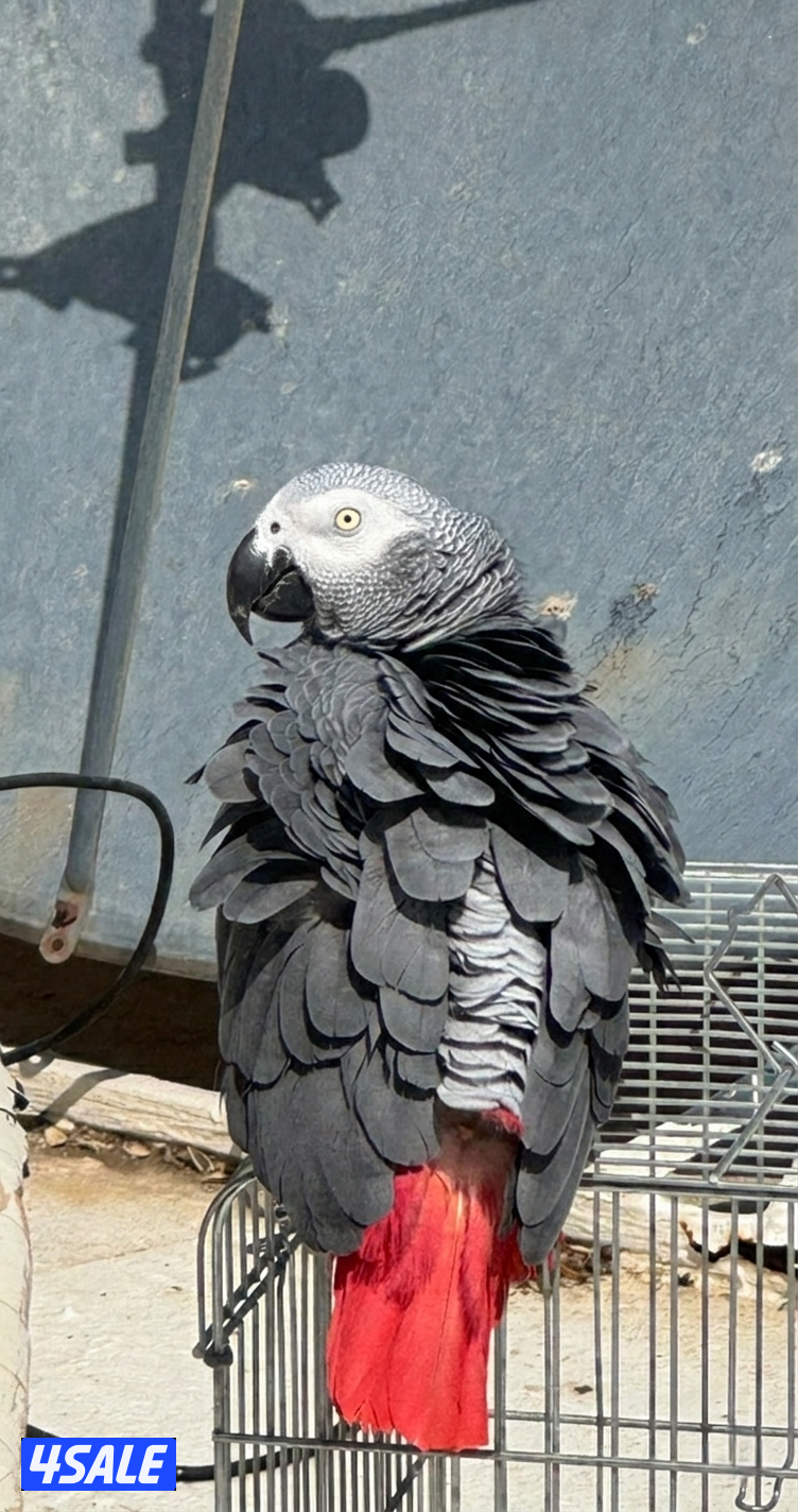 كاسكو ربوه2