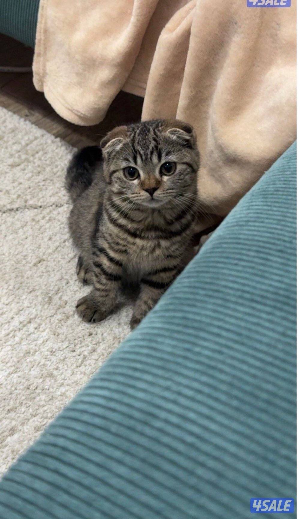 Scottish Fold Kitten – سكوتش فولد1