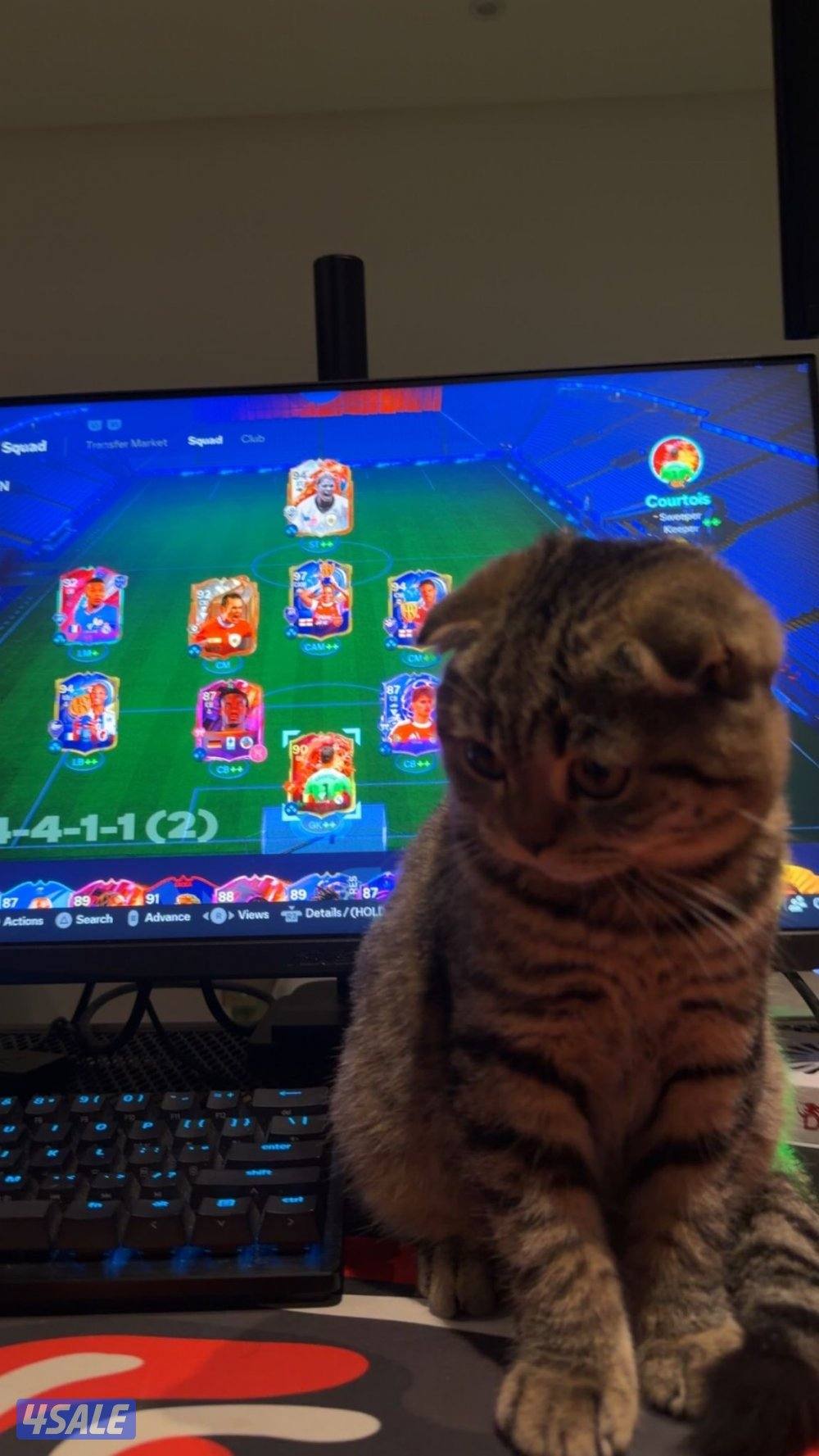 Scottish Fold Kitten – سكوتش فولد2