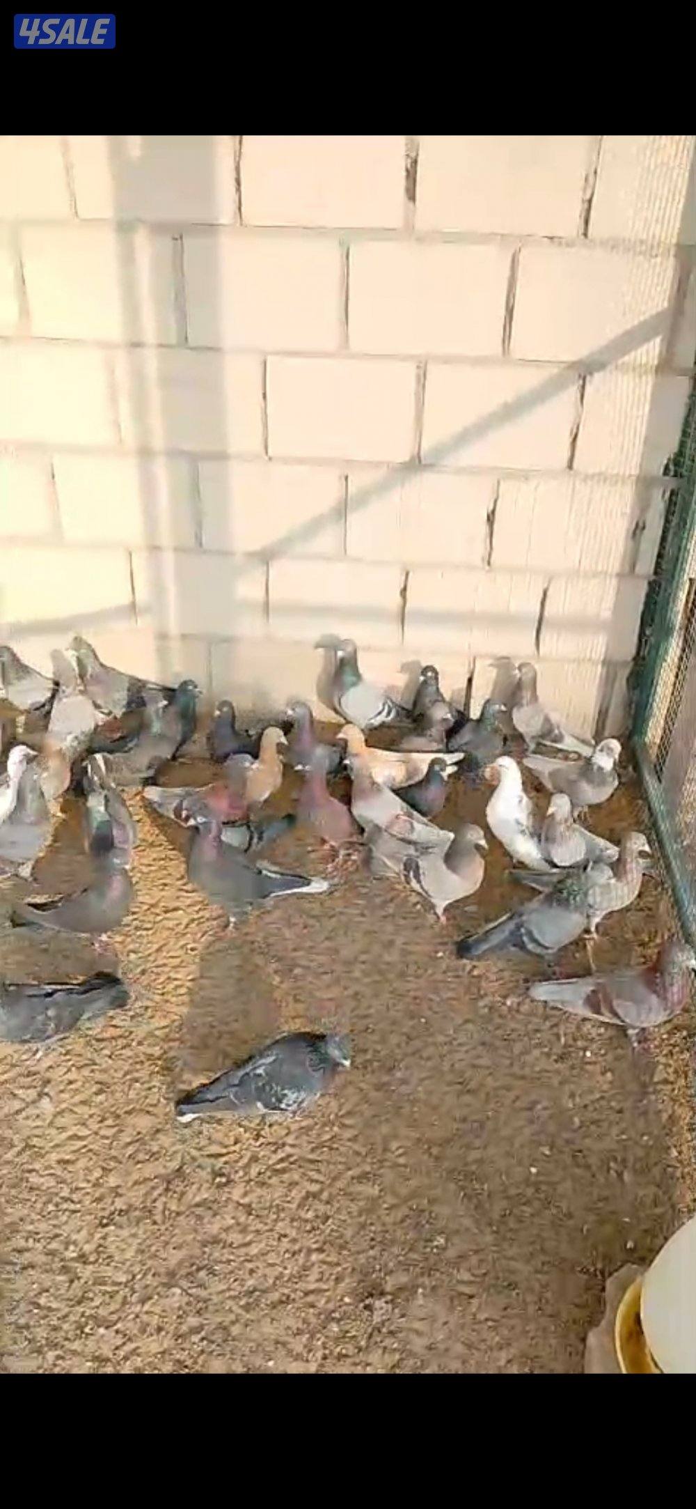 للبيع حمام لوت ..0