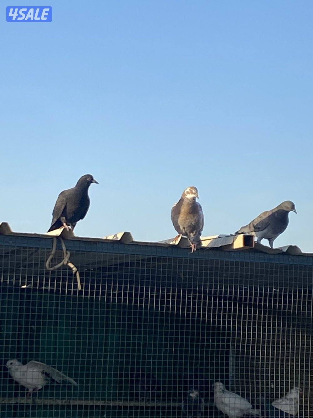 للبيع حمام مشكل عدد40 حبه علي دينار استلام من الخيران3