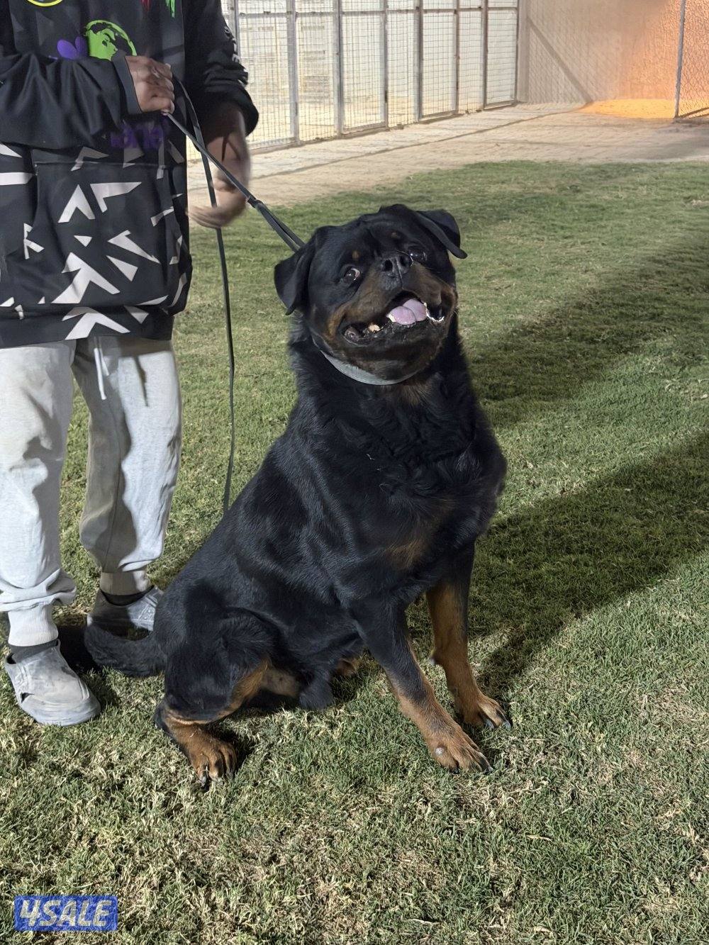 يراوه روت وايلر0