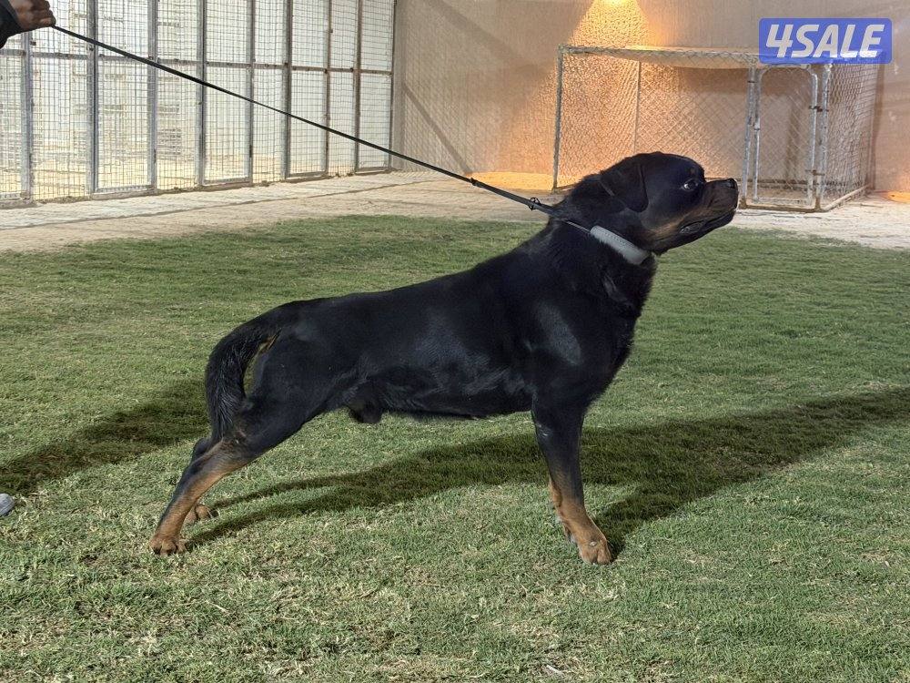 يراوه روت وايلر1