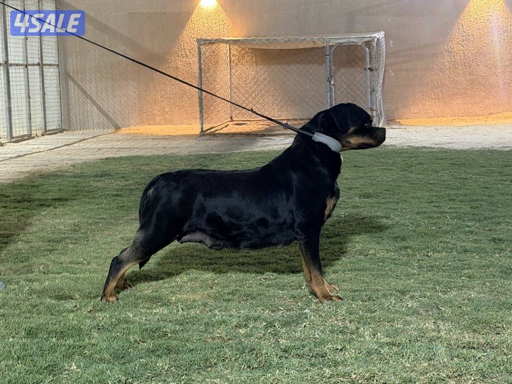 يراوه روت وايلر2