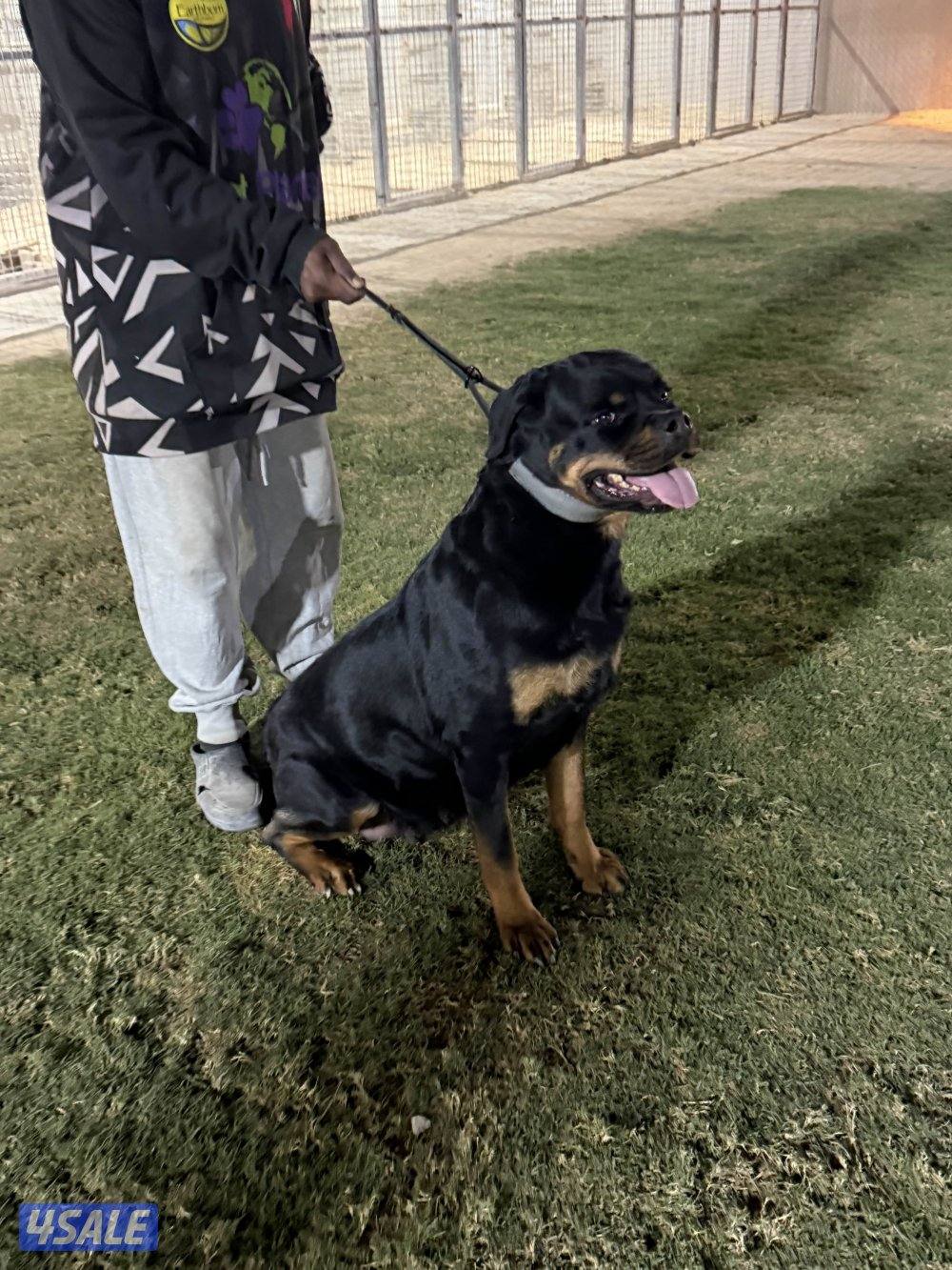 يراوه روت وايلر3