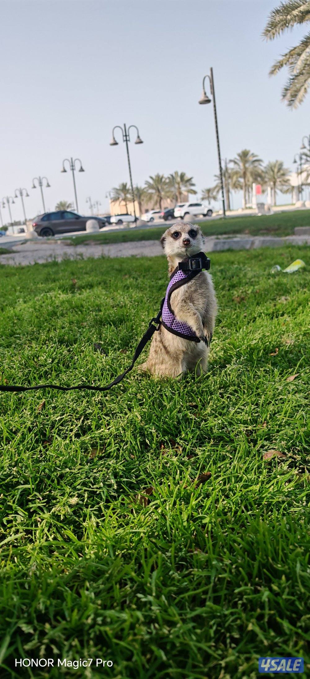 للبيع تيمون (انثى) عمرها ثلاث شهور لعوبه ويا اليهال ما تعض0