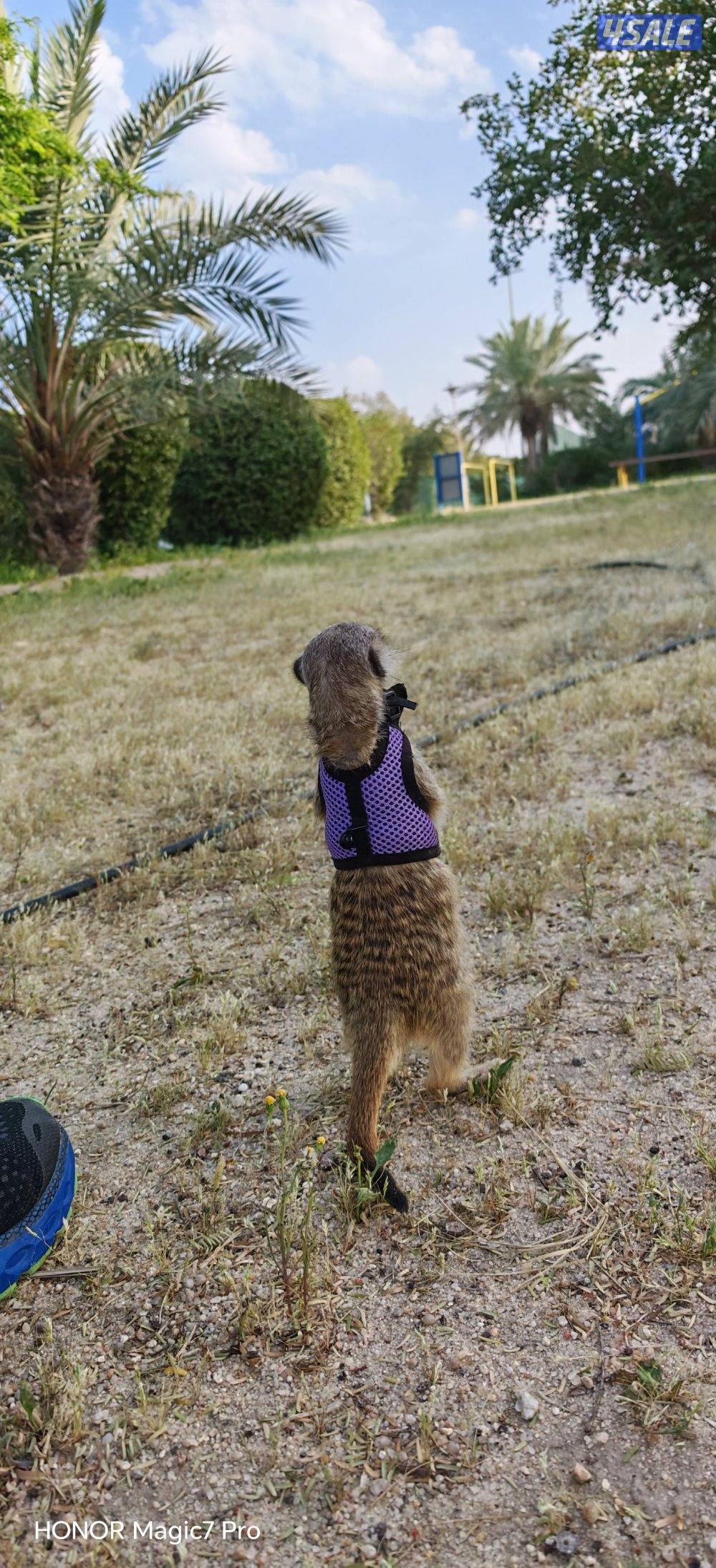 للبيع تيمون (انثى) عمرها ثلاث شهور لعوبه ويا اليهال ما تعض1