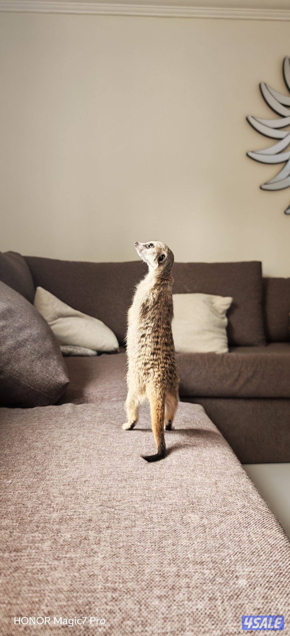 للبيع تيمون (انثى) عمرها ثلاث شهور لعوبه ويا اليهال ما تعض2