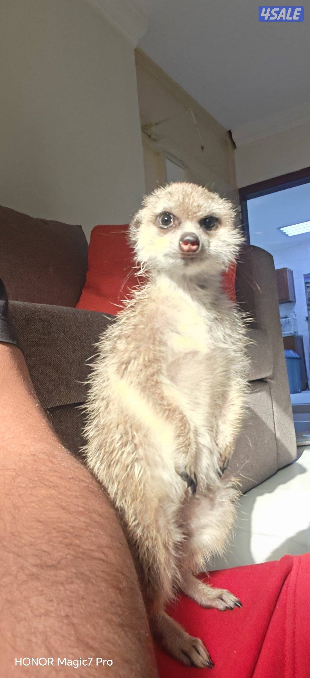 للبيع تيمون (انثى) عمرها ثلاث شهور لعوبه ويا اليهال ما تعض3