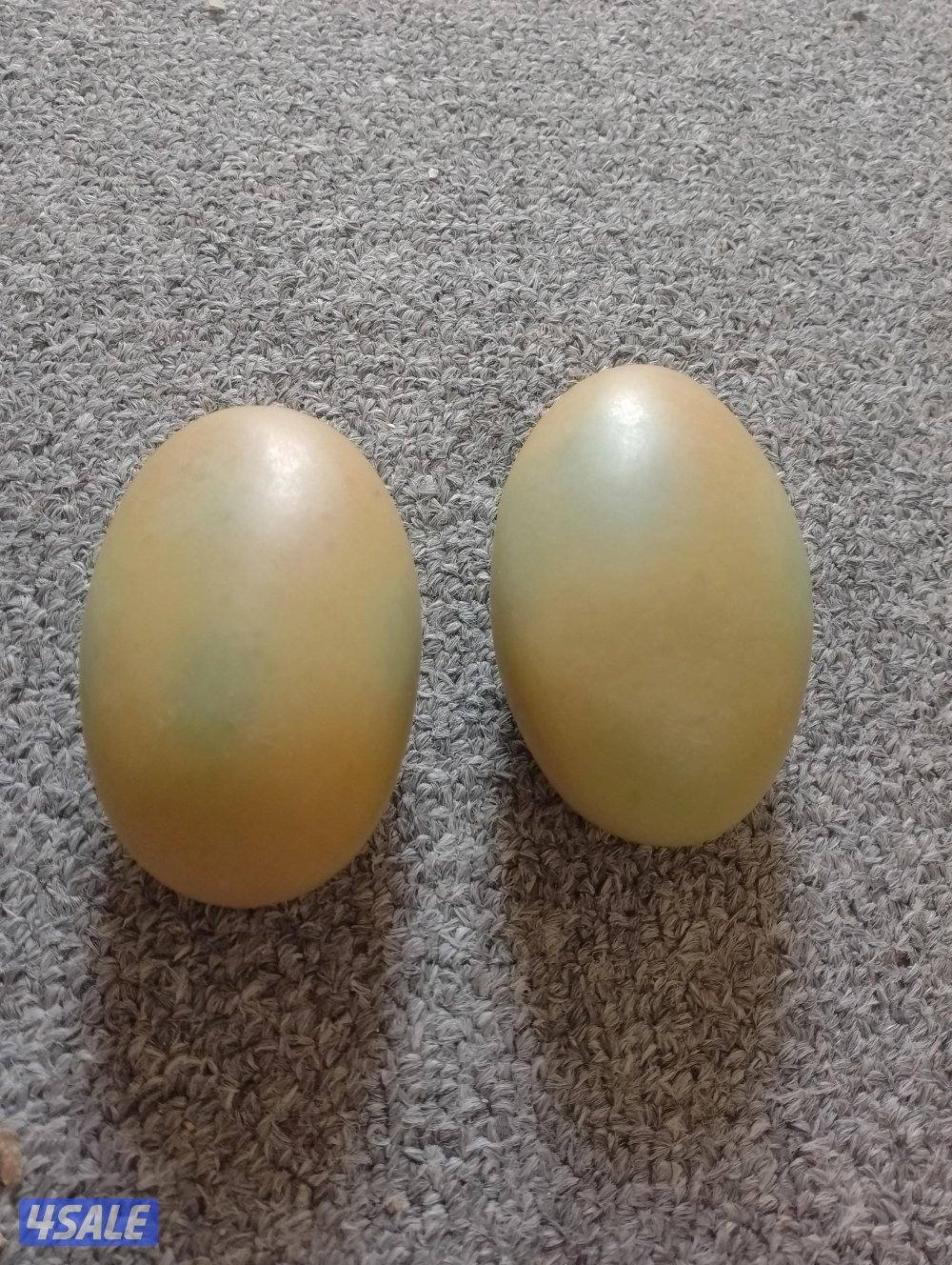 للبيع احجار الطاقة المضيئة الأصلية الخام4