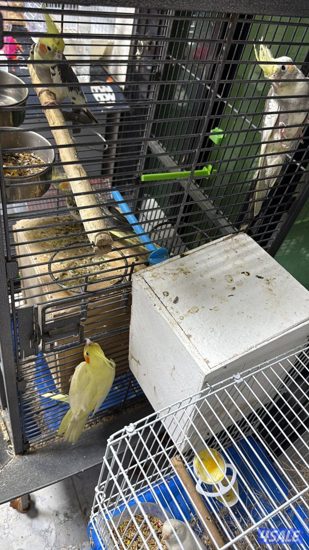 للبيع زوج كروان. -١. ونثيى كروان. -٢. وذكر كروان ربوه-٣0