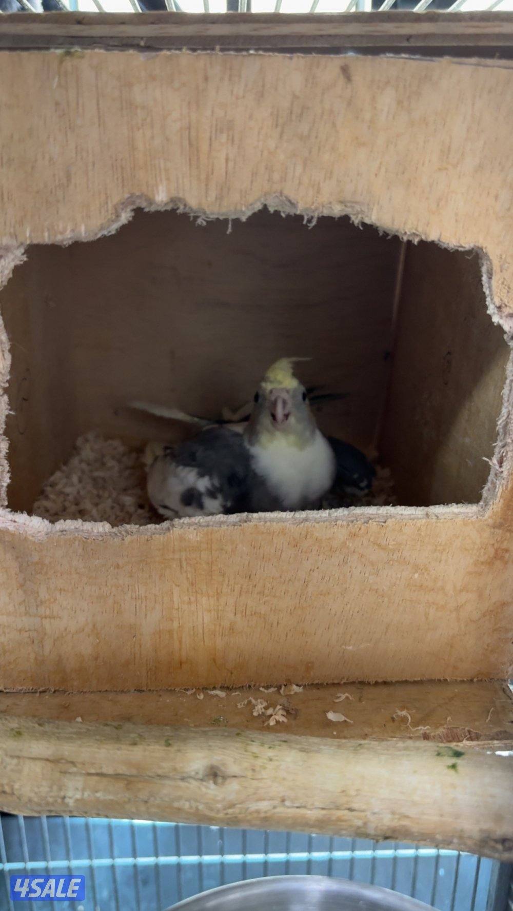 للبيع زوج كروان. -١. ونثيى كروان. -٢. وذكر كروان ربوه-٣1