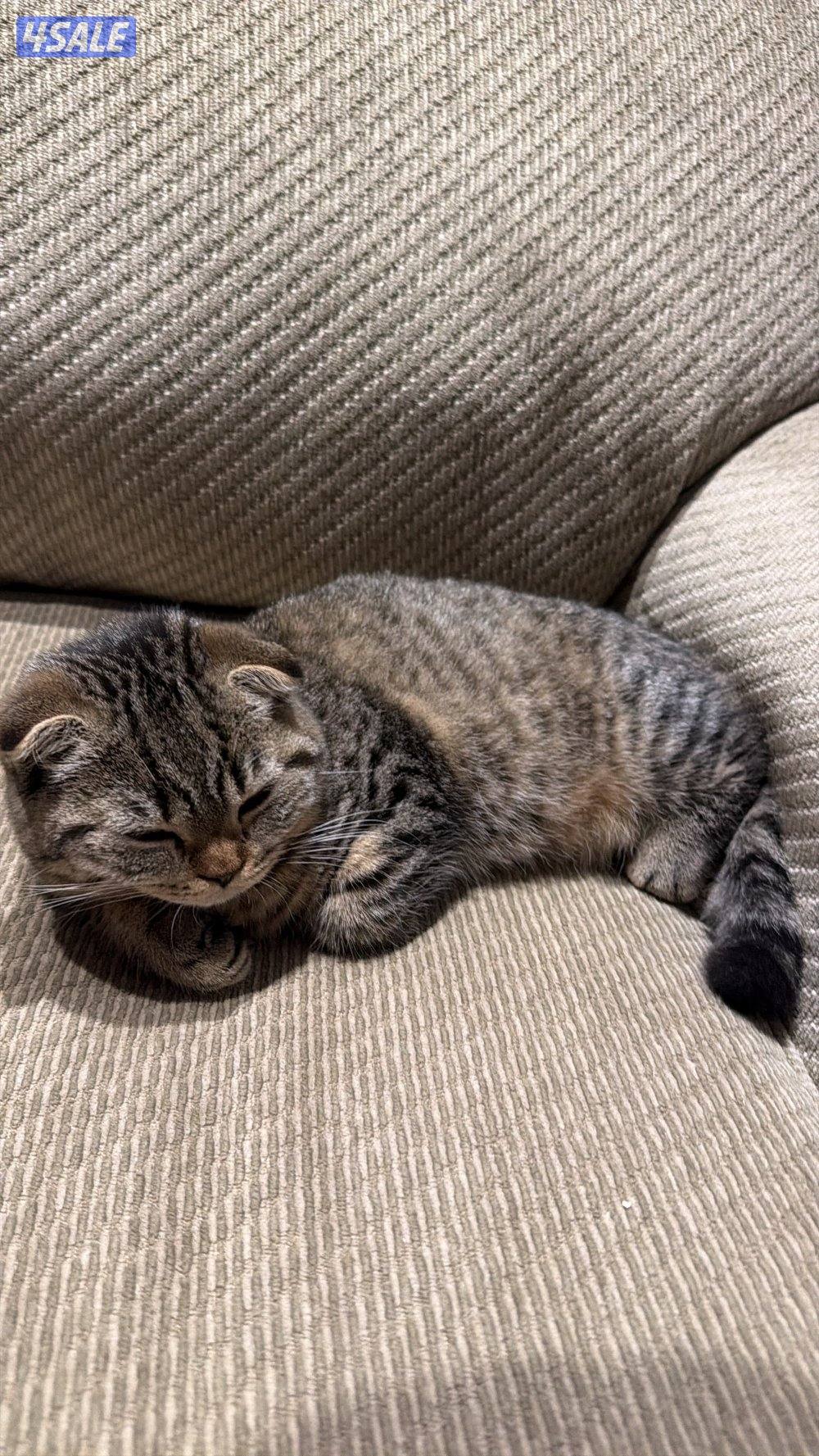 Scottish Fold Kitten – سكوتش فولد0