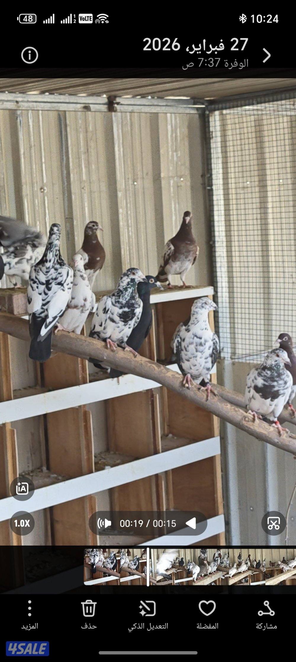 زواجل بوارين مرسوسين0