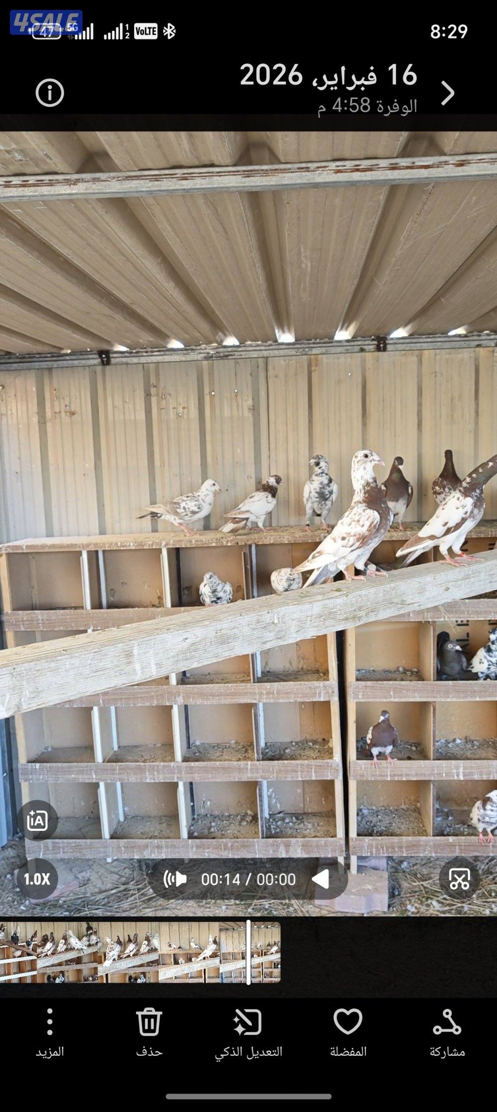 زواجل بوارين مرسوسين2