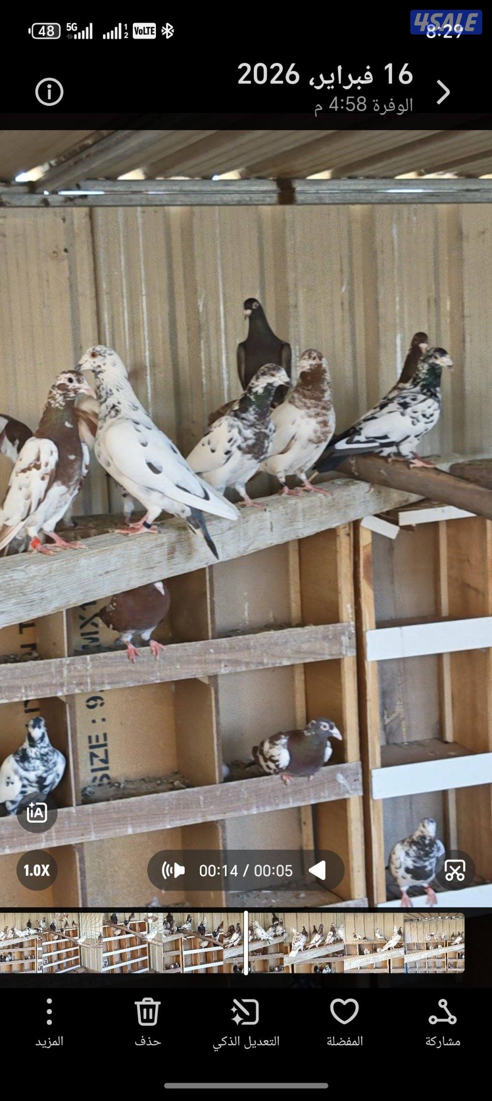 زواجل بوارين مرسوسين3