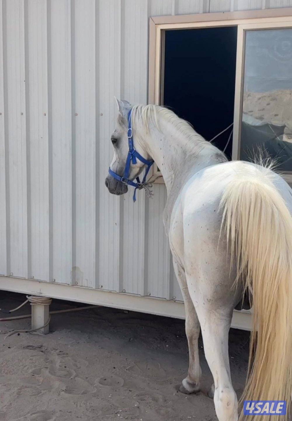 حصان بلدي العمر ٥ سنين ونص ما يشكي من شي والصامل ما أقصر معاه0