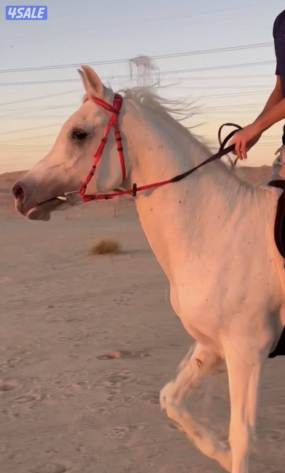حصان بلدي العمر ٥ سنين ونص ما يشكي من شي والصامل ما أقصر معاه1