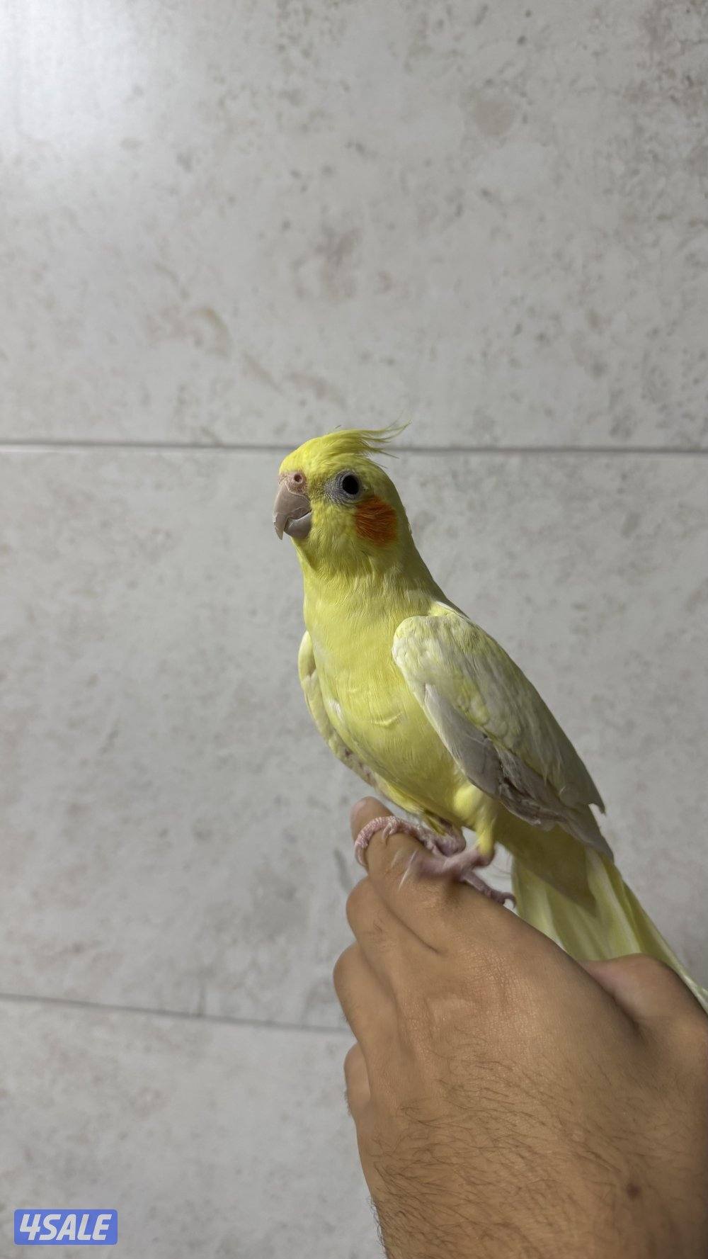 للبيع زوج كروان. -١. ونثيى كروان. -٢. وذكر كروان ربوه-٣2