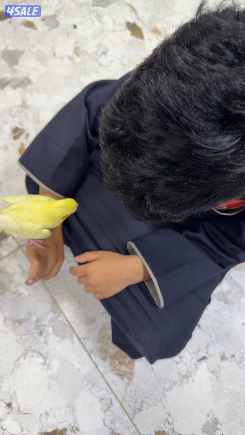 للبيع زوج كروان. -١. ونثيى كروان. -٢. وذكر كروان ربوه-٣3