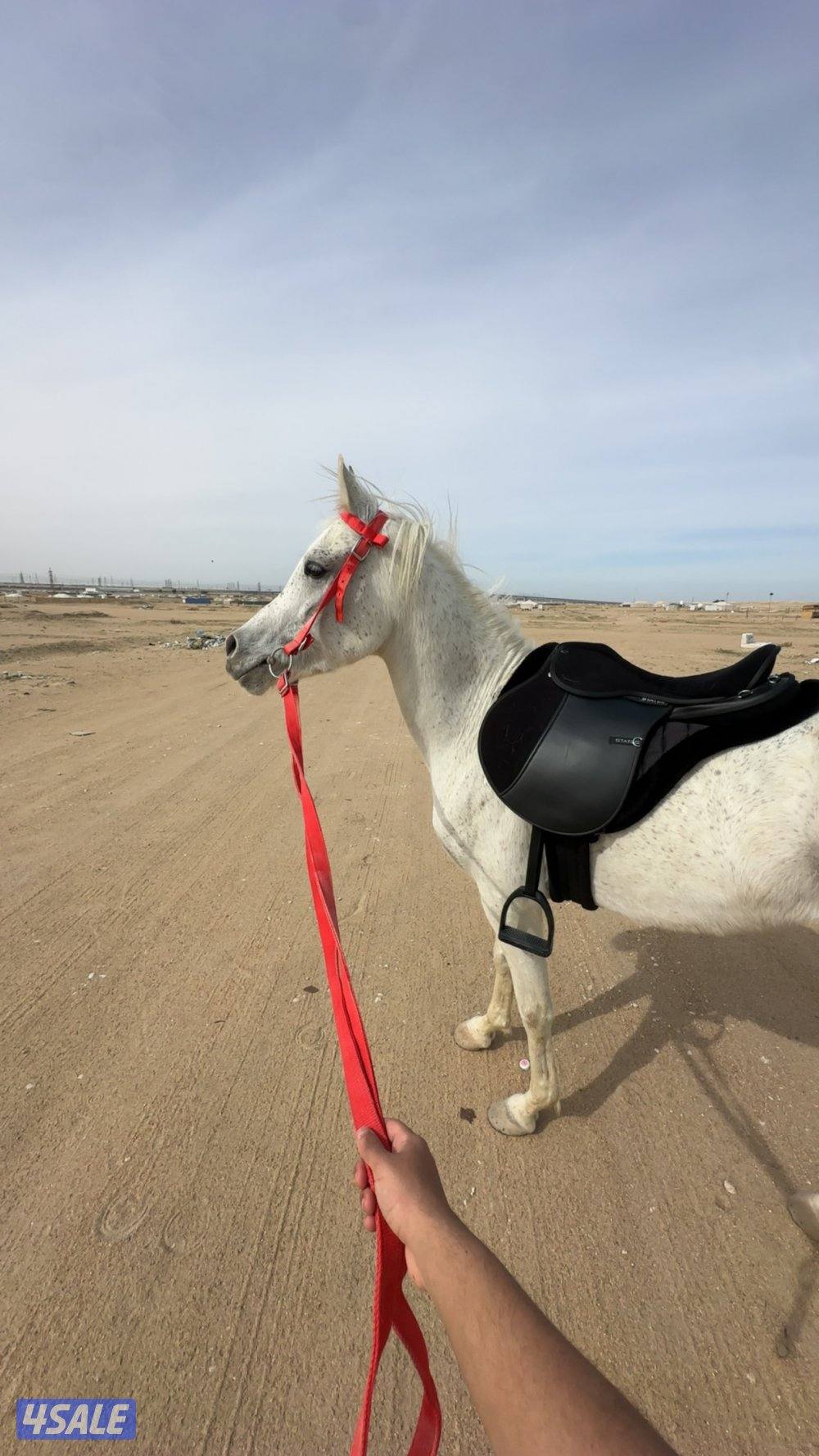 حصان مصري خياله بدون اوراق0