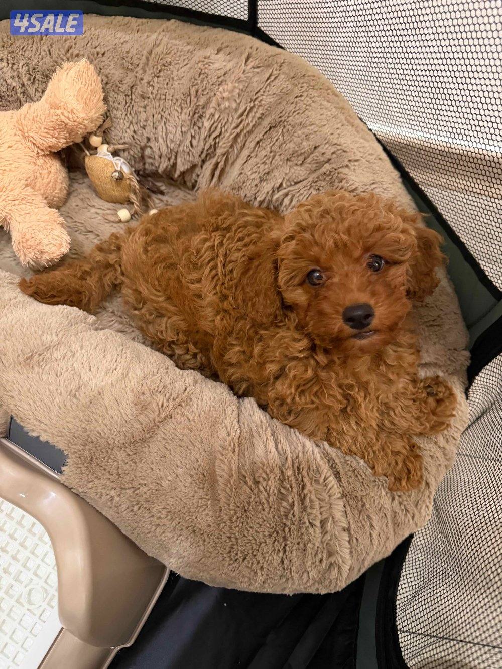 Toy poodle1