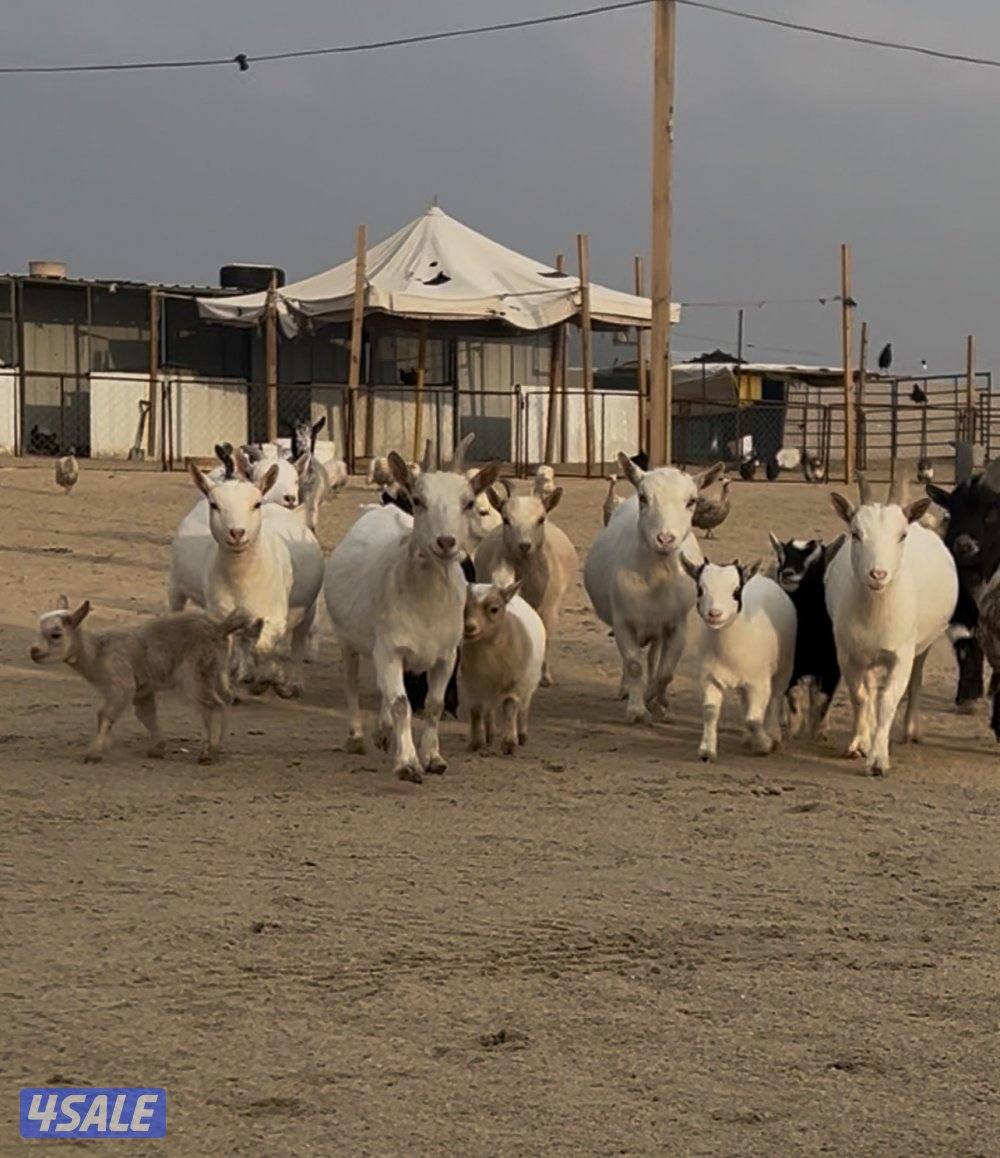 يوجد معزه تشيكي ،التيس على 50دك والمعزه على 70دك الكبيره والصغيره0
