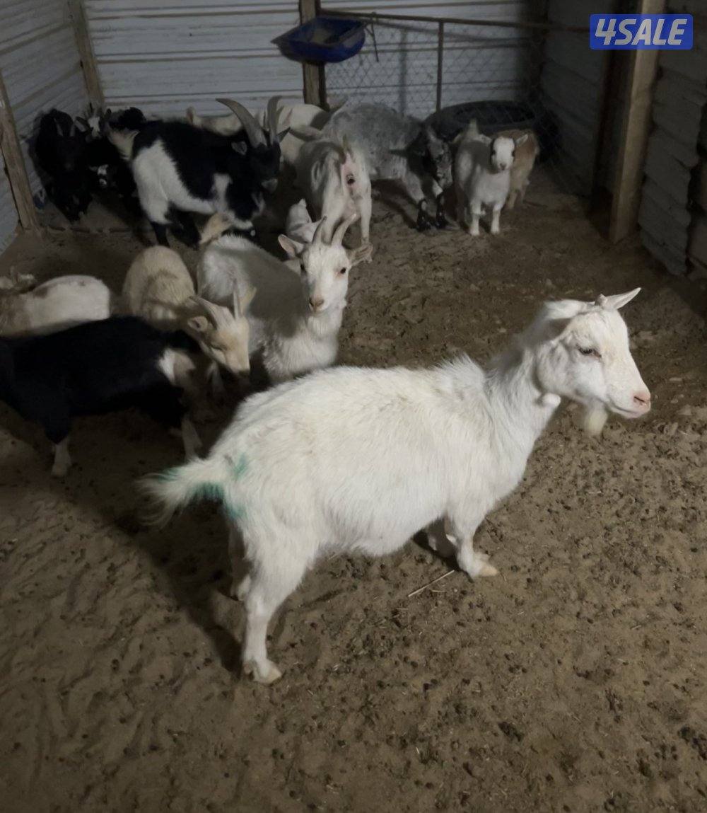 يوجد معزه تشيكي ،التيس على 50دك والمعزه على 70دك الكبيره والصغيره1