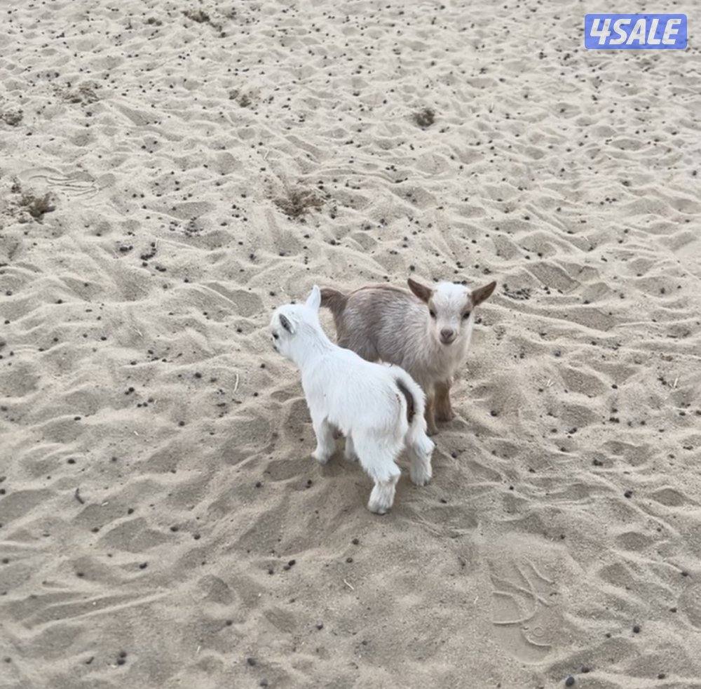 يوجد معزه تشيكي ،التيس على 50دك والمعزه على 70دك الكبيره والصغيره2