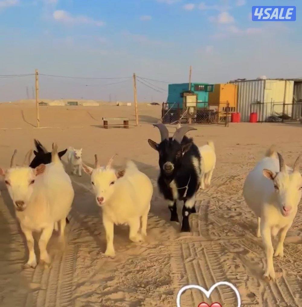 يوجد معزه تشيكي ،التيس على 50دك والمعزه على 70دك الكبيره والصغيره3