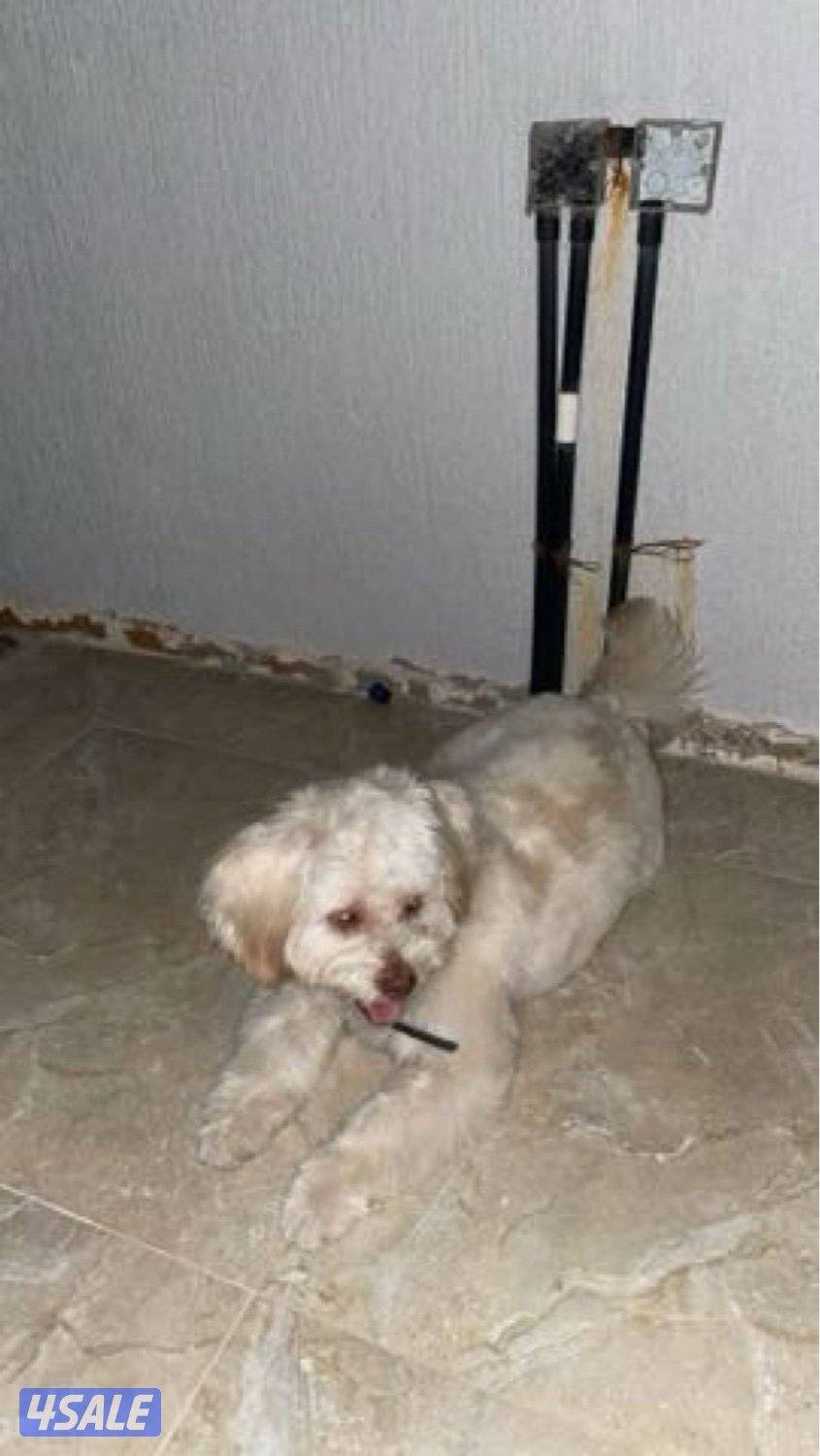 مالتيز ذكر للبيع عمره سنه ونص أليف ونظيف عنده دفتر تطعيمات 🤍1