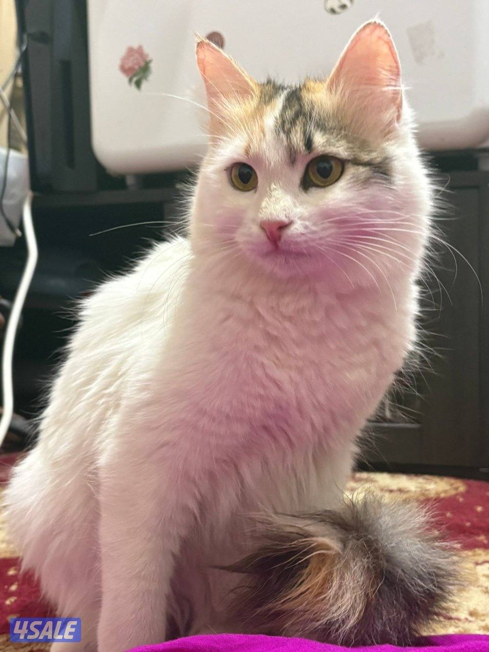 للتبني نثية0