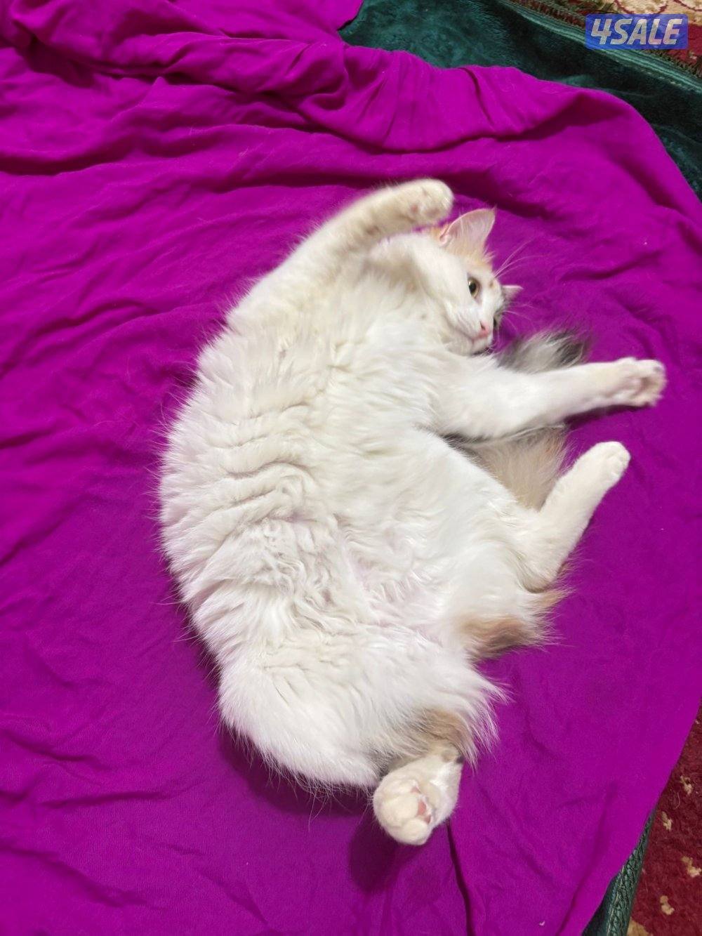 للتبني نثية1