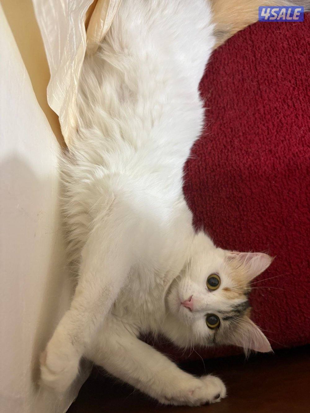 للتبني نثية4