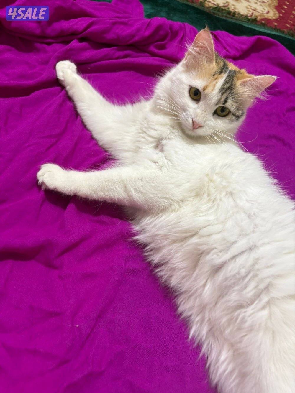 للتبني نثية3