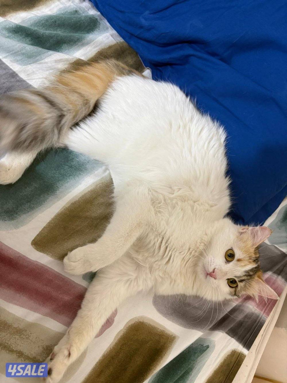 للتبني نثية5