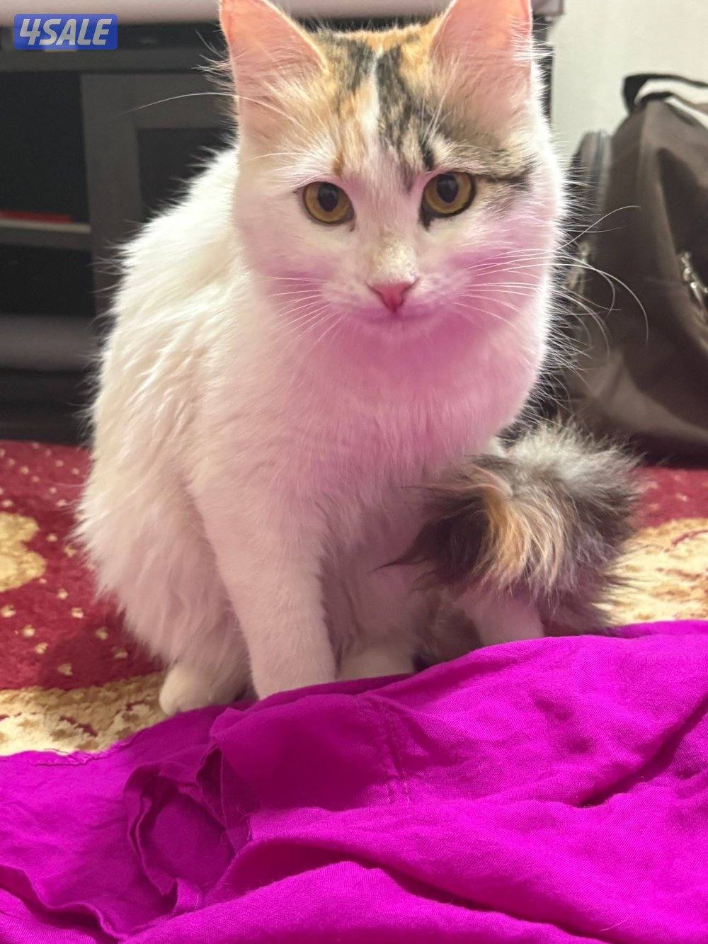 للتبني نثية6