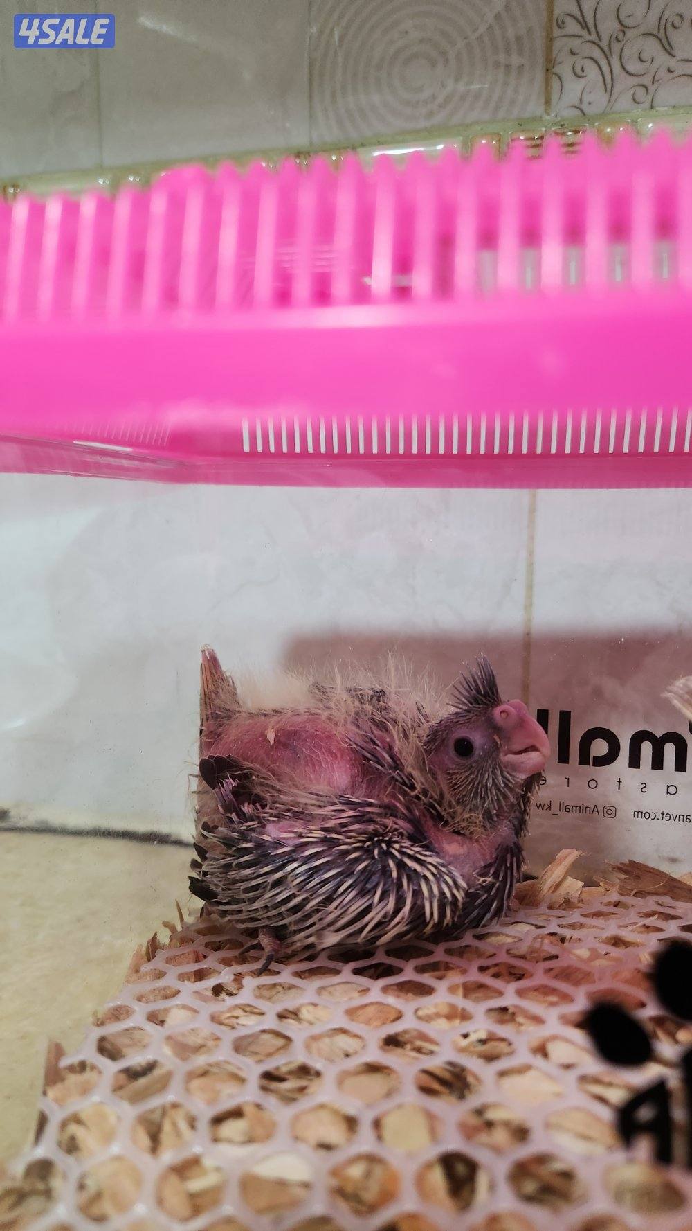 فروخ كروان عس0