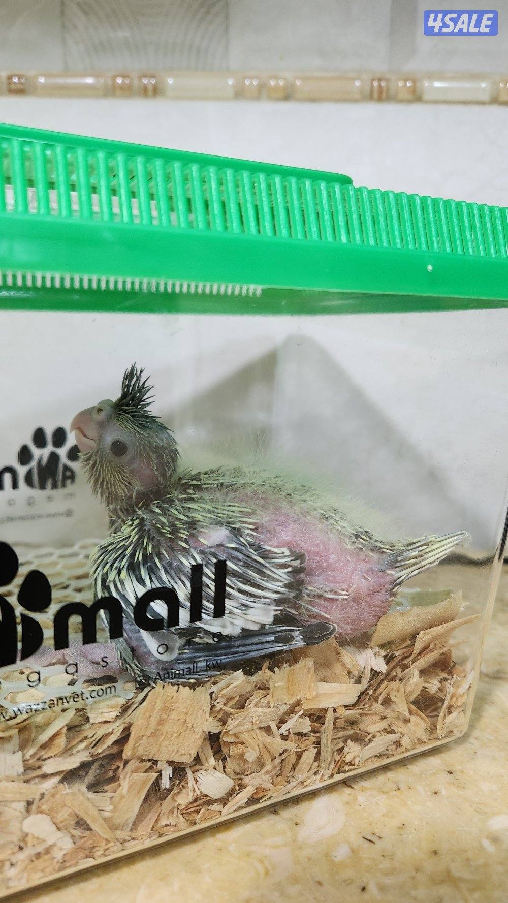 فروخ كروان عس1