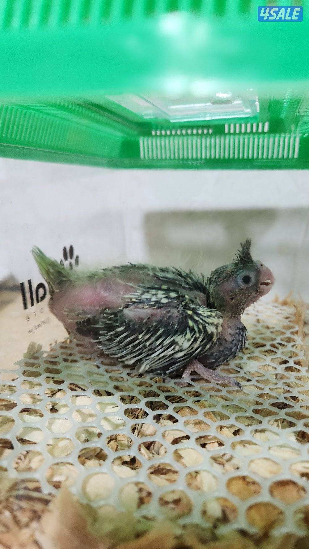 فروخ كروان عس2