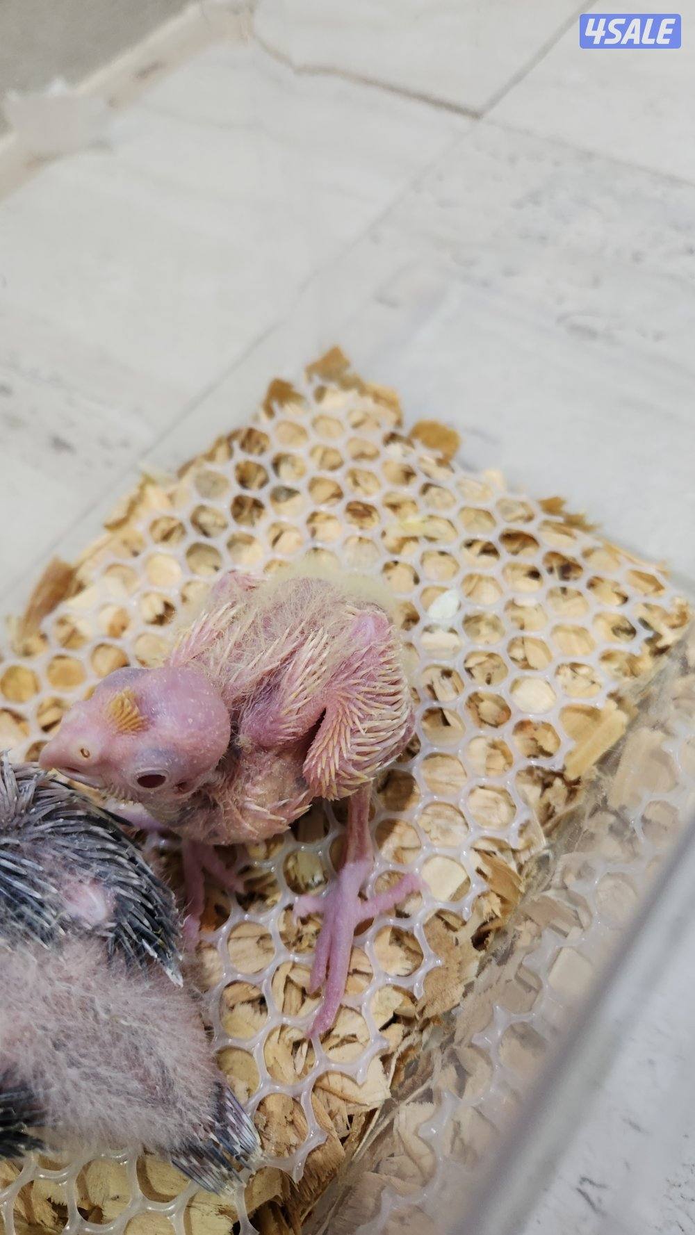 فروخ كروان عس3