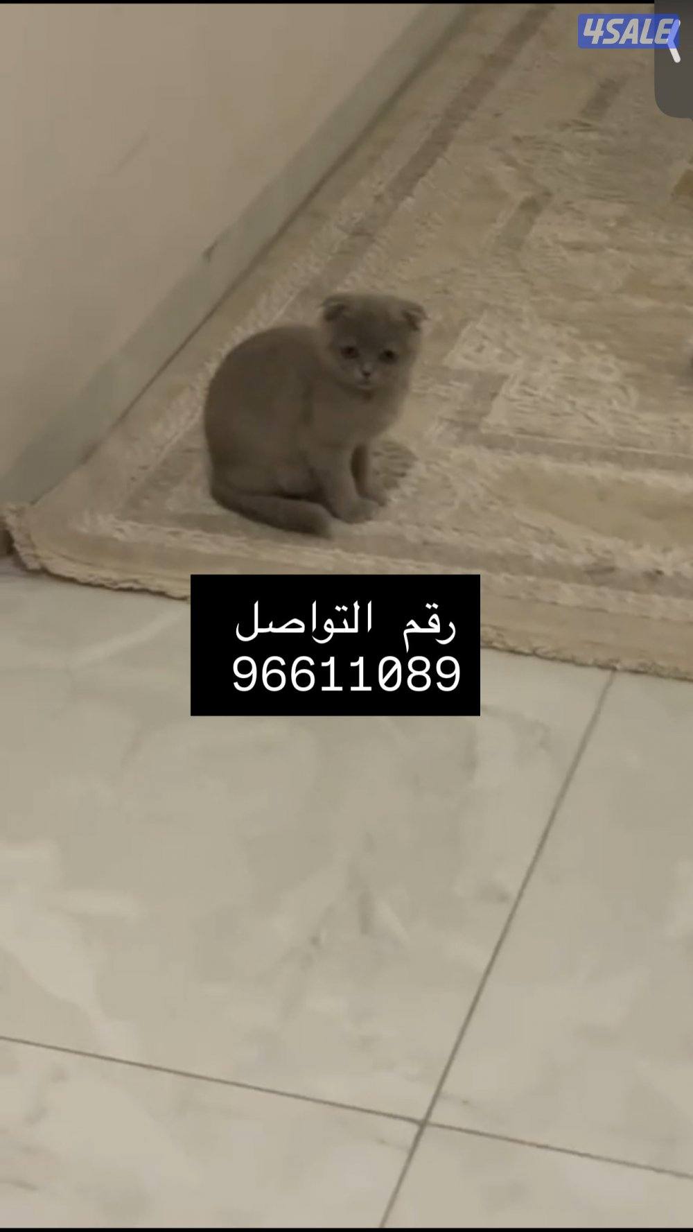 قطط و كلب0