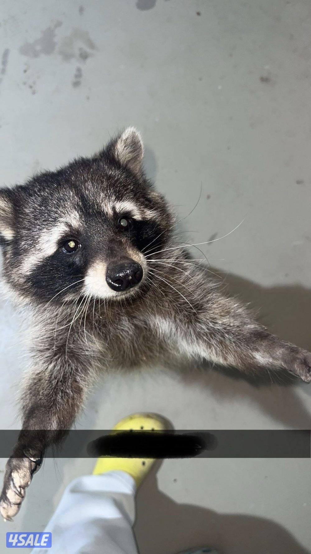 للبيع راكون اليف0